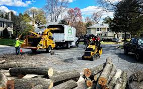 How Our Tree Care Process Works  in  Salmon, ID